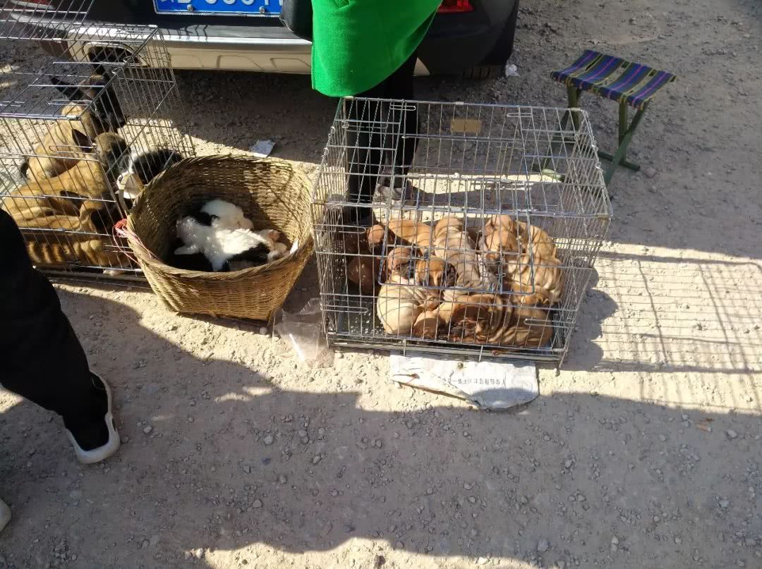 狗市里可爱的小狗,狗市可爱小土狗