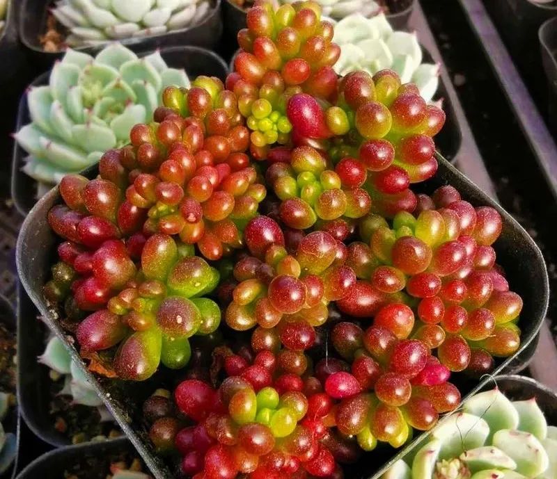 颗颗饱满的果实,颗颗饱满黄金果