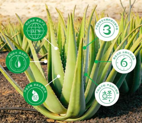 是不是所有的芦荟品种都没有毒,是不是所有的芦荟都会长小芦荟