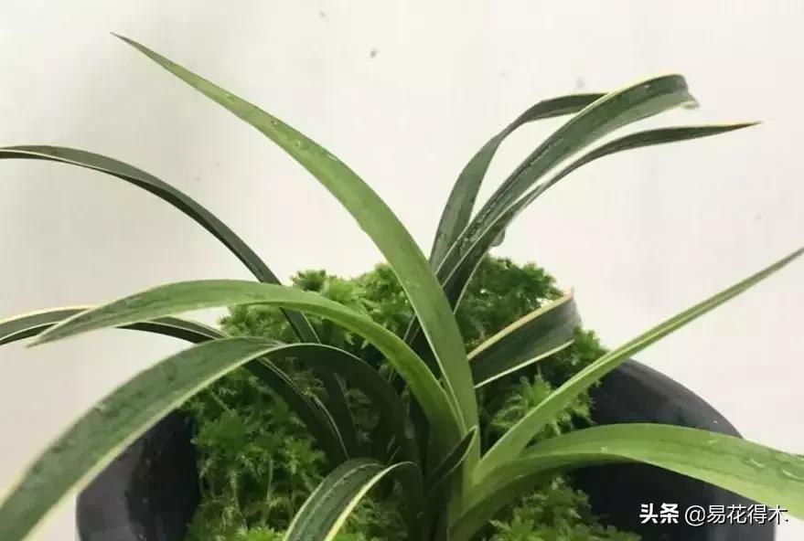 春兰荷瓣几大名品,春兰环球荷鼎和大富贵的区别