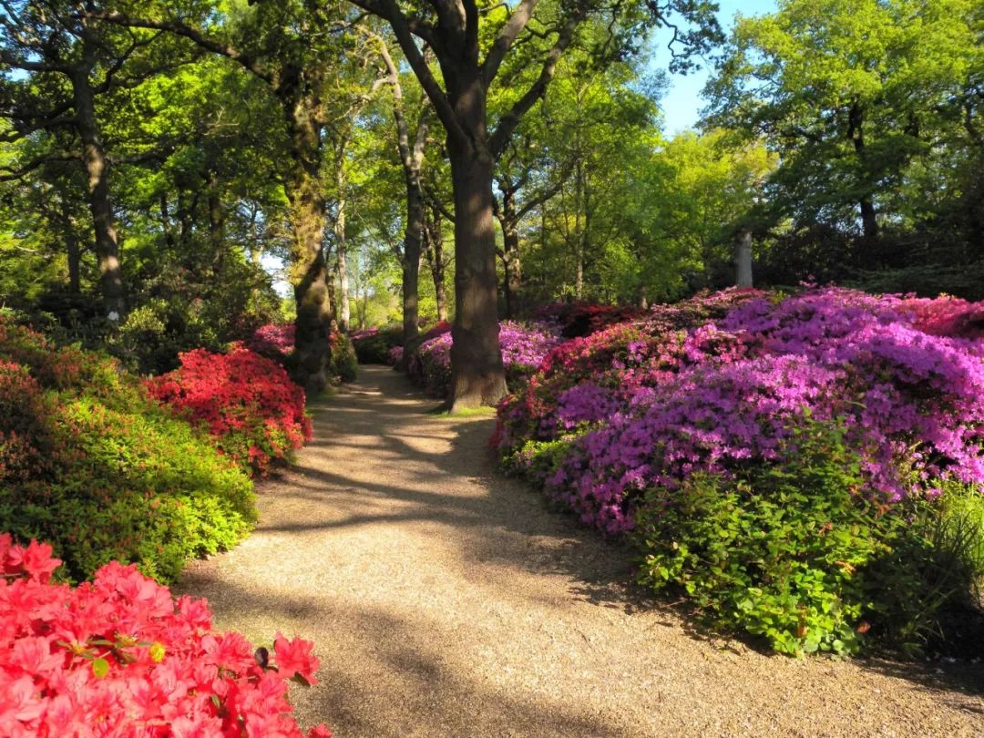 中国首发｜伦敦泰晤士河畔金牌学区，传统英伦生活范儿