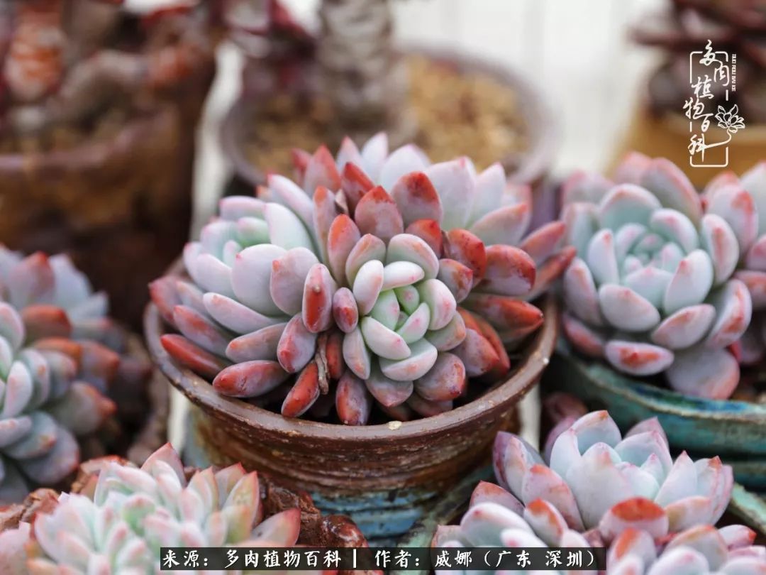笼子里的多肉,露养的多肉和室内的多肉区别