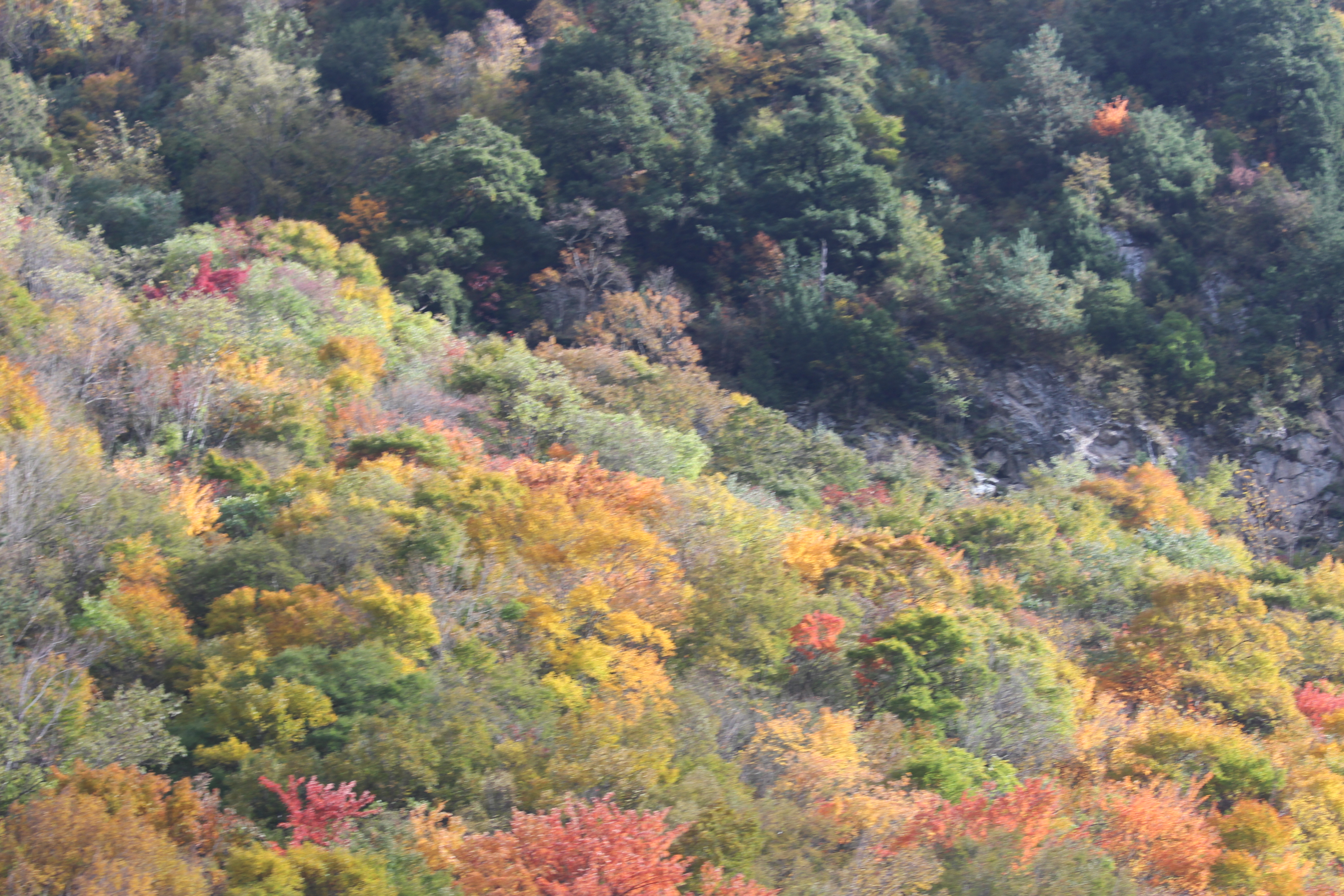 川西看彩林,川西自驾游看彩林攻略