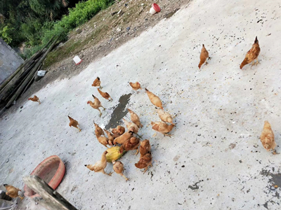 跑山鸡纯正散养土鸡利润,农村养跑山鸡怎么样