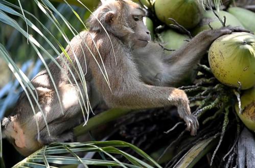 关于泰国你不知道的冷知识,泰国十大冷知识