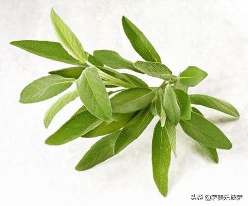 披萨用哪种香草,步骤完整的烘焙美味披萨的全攻略