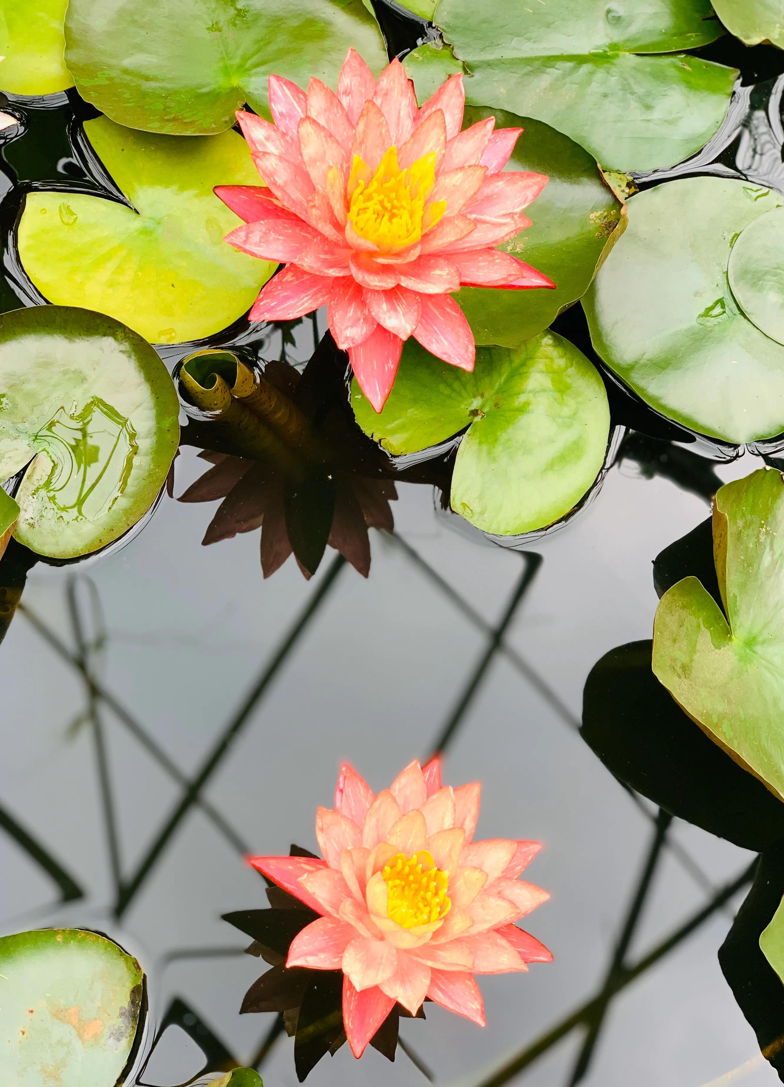 五律：水中睡美人