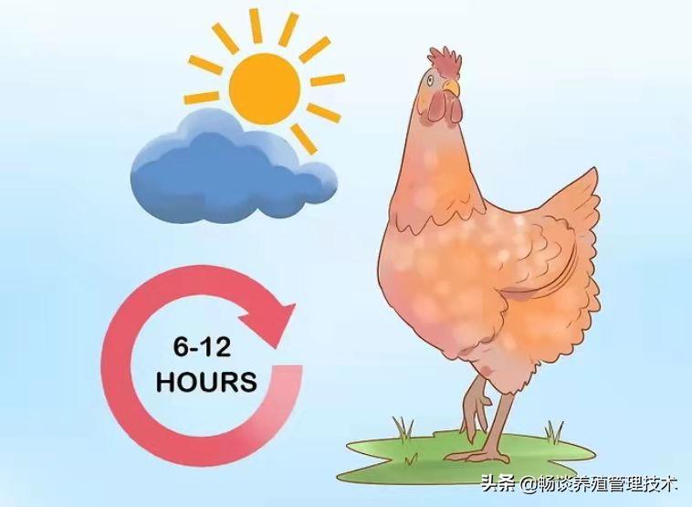 鸡干吃不上膘有什么好办法,鸡干吃不长是什么原因