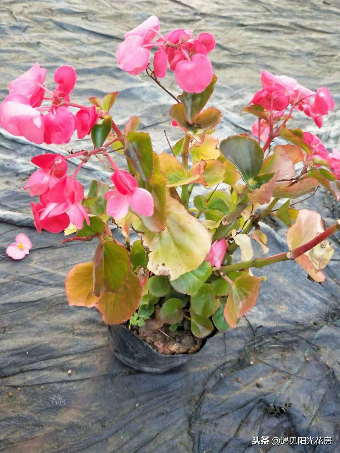 四季秋海棠的养殖方法和注意事项,四季秋海棠花开败了怎么处理