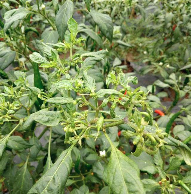 三农辣椒种植四忌要牢记,辣椒用药防治病害时间表