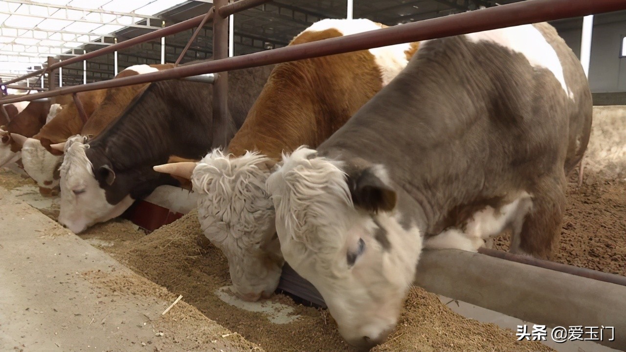 兴业联社播撒及时雨助力春耕备耕,酒泉农商银行春耕助力贷