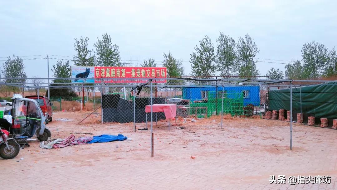 廊坊杨税务集市,在早市遇见久违的人间烟火气