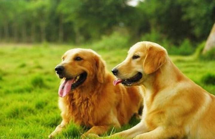 金毛发情期注意事项,金毛发情期是几个月