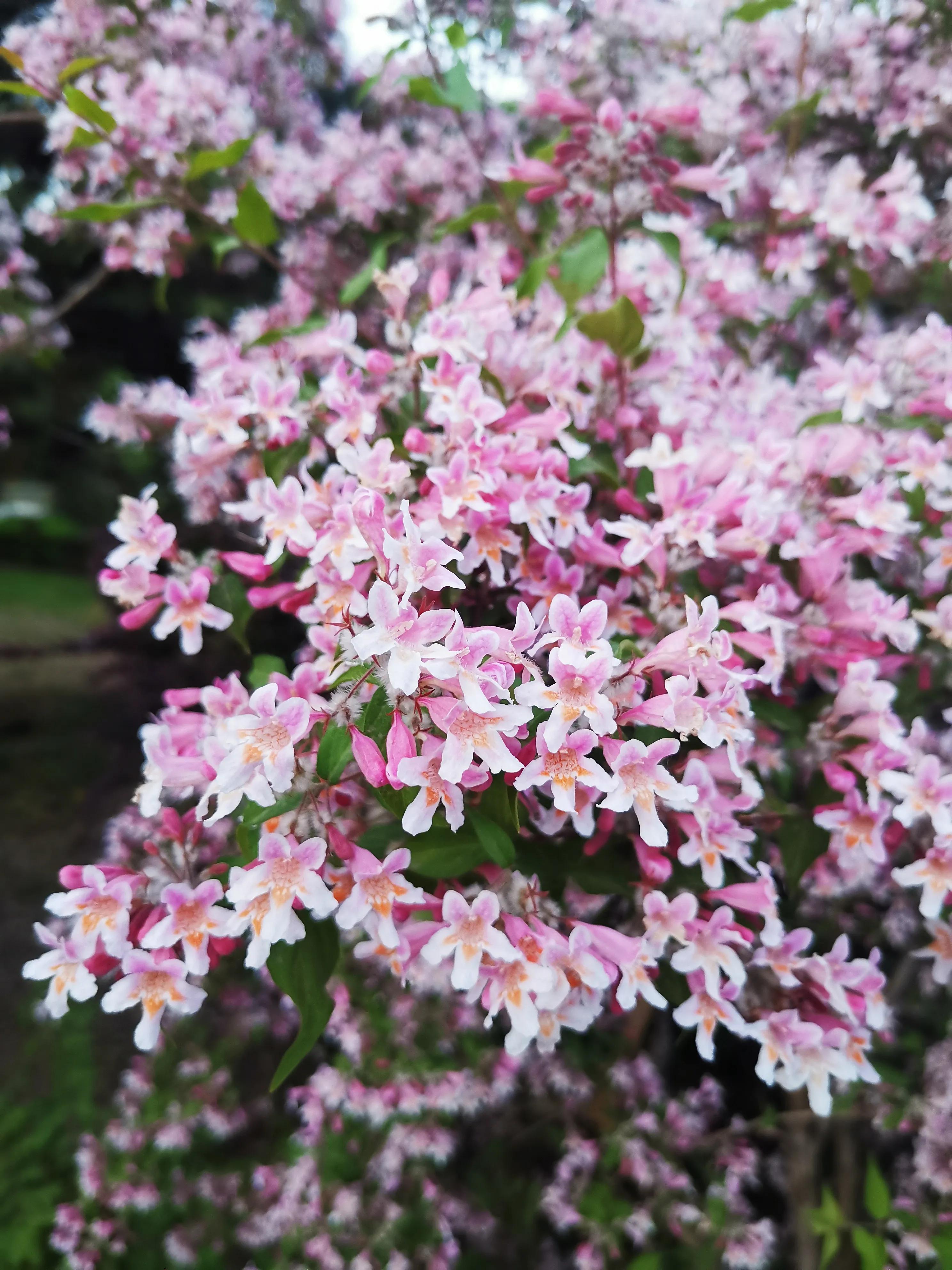 北京植物园牡丹园最佳观赏时间,北京牡丹花最佳观赏公园排名