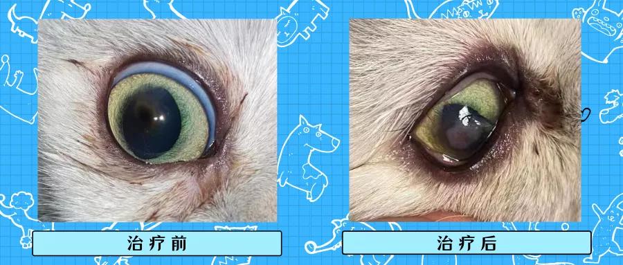 猫咪角膜腐骨脱落的时候会流血吗,猫咪角膜腐骨保守治疗过程