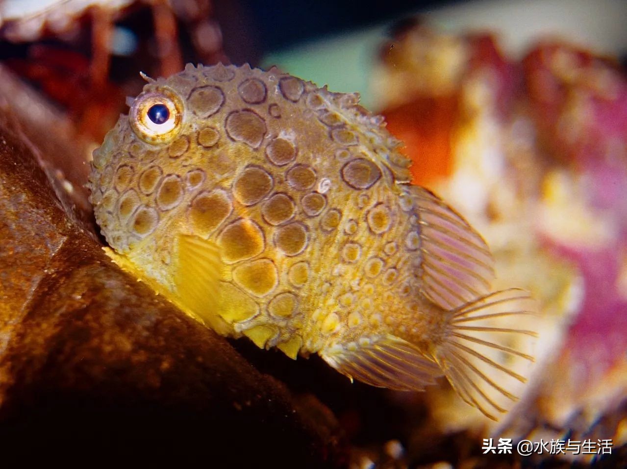深海最萌的鱼有多萌,最萌最小海水观赏鱼