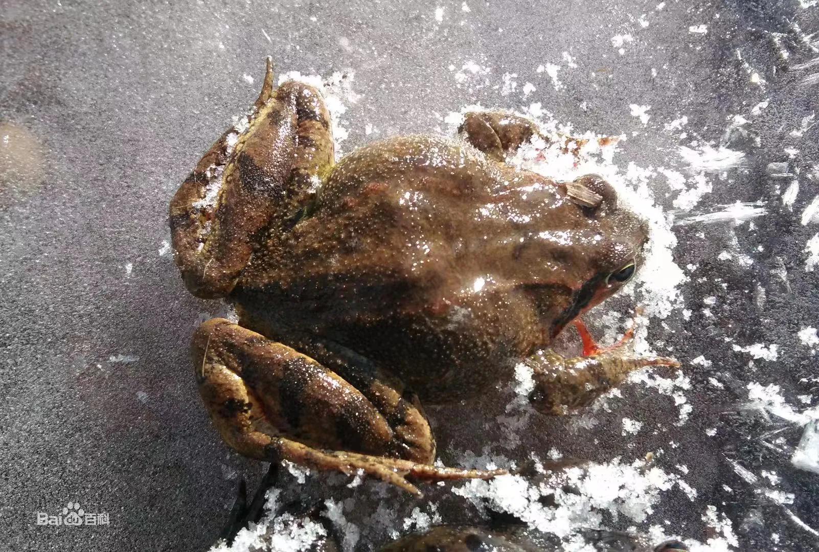 椰汁炖雪蛤，一道寓意美好又可滋补养生的可口甜品