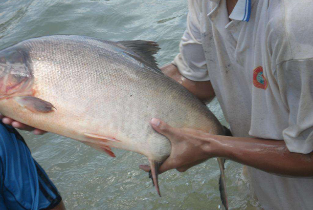 市场上有没有纯野生的鱼,纯野生便宜的鱼有哪些种类
