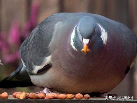 鸽子衣原体的症状怎么治疗,信鸽衣原体