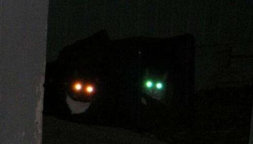 猫咪走失最有效的方法,猫咪走丢1周怎么寻回