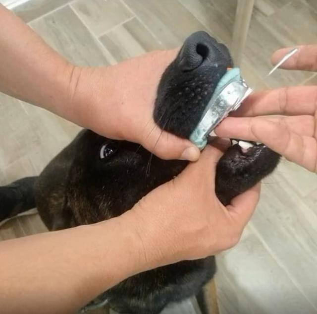 狗狗牙齿磨损,狗狗牙齿损坏会恢复么