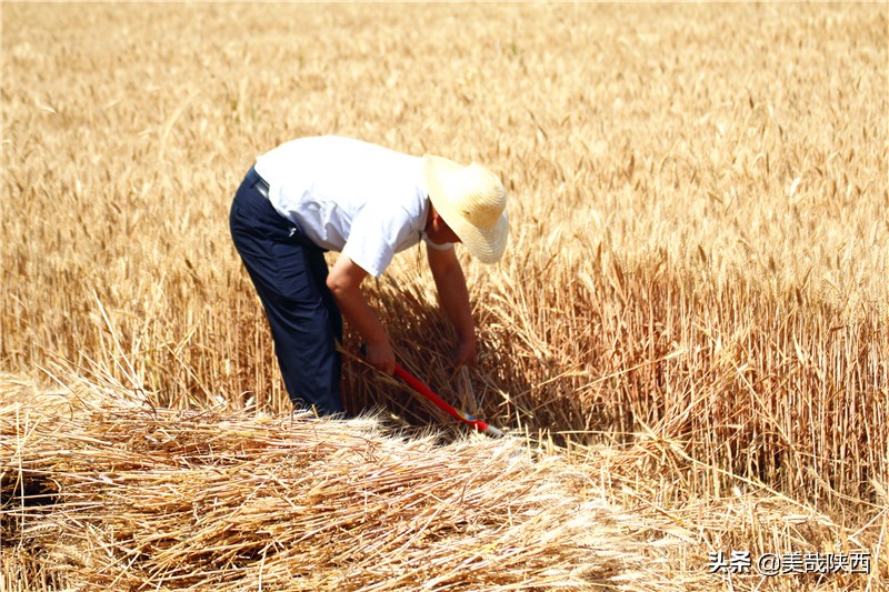 水果之乡陕西大荔,不讲理的大荔县典故