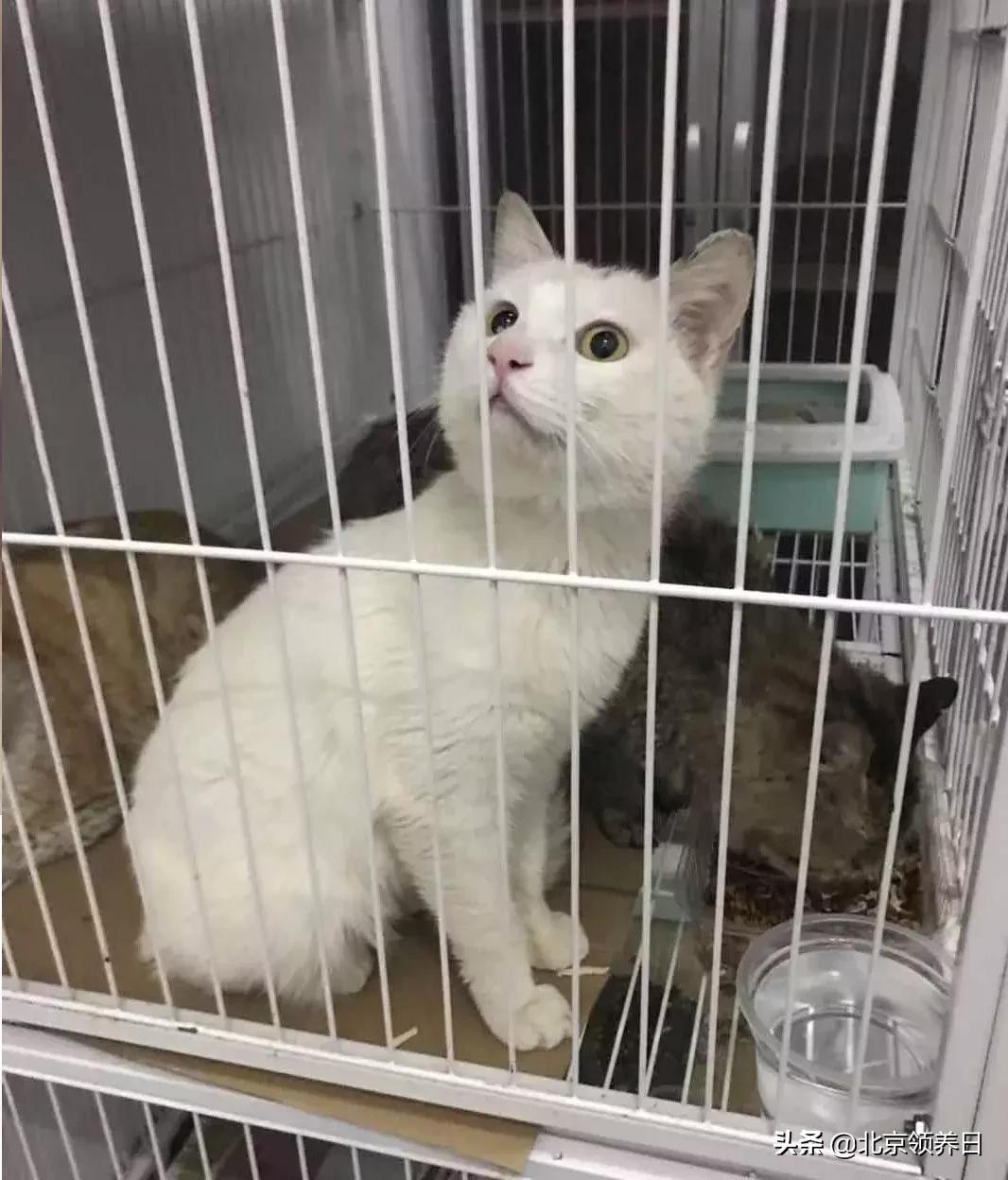 #领养代替购买#给它们一个家|线上宠物领养日,20190608加场