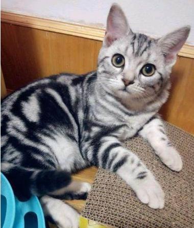 买一只美短猫,买一只猫咪一共花多少钱