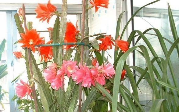 一棵仙人掌开两种颜色的花,一棵仙人掌