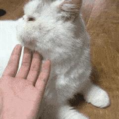 不是《武林秘籍》是《撸猫秘籍》，猫咪被撸时最爱的7个位置