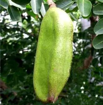 缅茄菩提子作用,缅茄菩提子怎么打孔