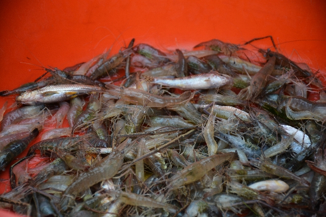 丹江口青虾特产,洪泽湖青虾图片大全