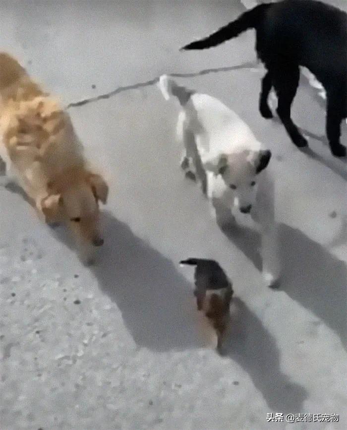 小狗狗捡回来后的成长,捡到一只小狗狗把它带回家