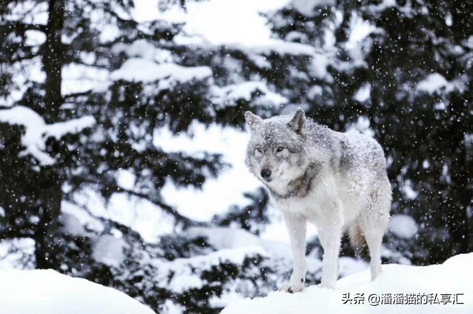 雪国和冰雪,雪国旅游