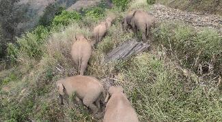 云南大象为什么往北迁徙,云南大象迁徙小象艰难爬出水沟