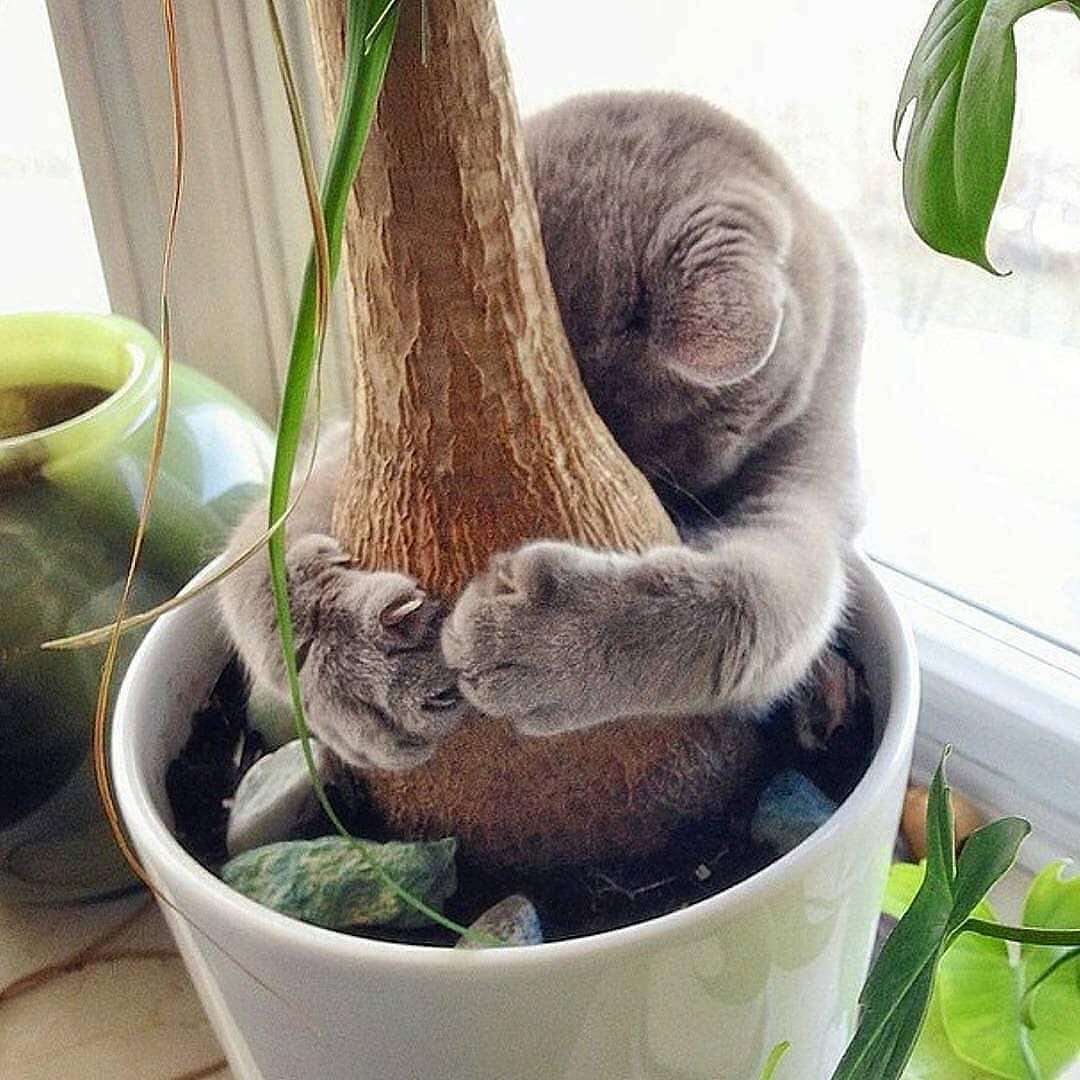 猫咪流口水口臭精神食欲都不好,猫咪拉肚子但是精神好有食欲