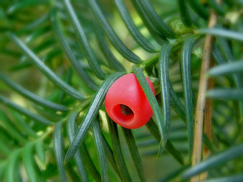 夏季红豆杉叶子发黄枯萎还能救活,红豆杉叶子发干怎么办