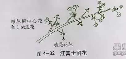 苹果树傻瓜式修剪技术详解,桃树傻瓜式修剪技术