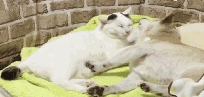 狗狗也会得癌症吗,狗狗乳腺肿块是怎么回事