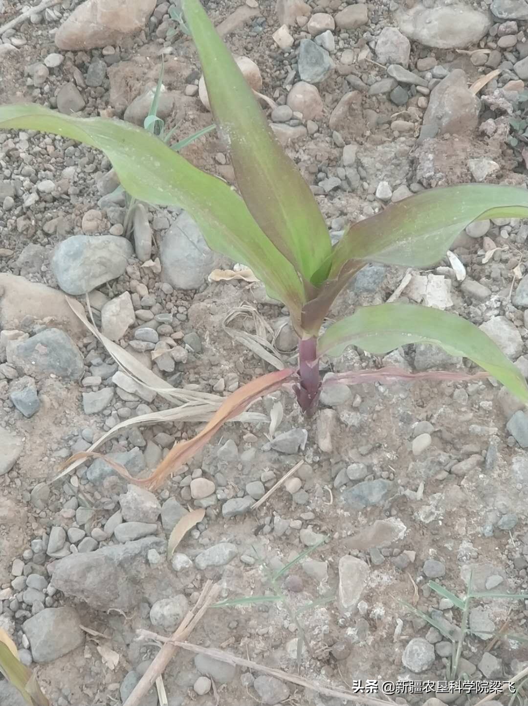 玉米缺磷如何补救,玉米缺磷肥的症状图片