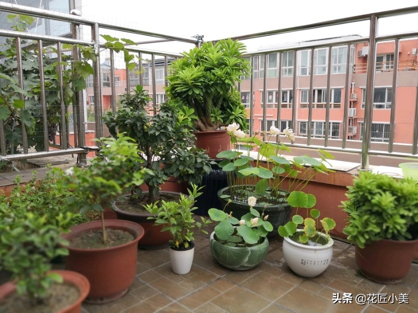 麒麟掌适合养什么植物,哪种麒麟掌盆栽旺