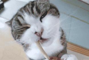 古代猫奴是什么意思,古代猫奴