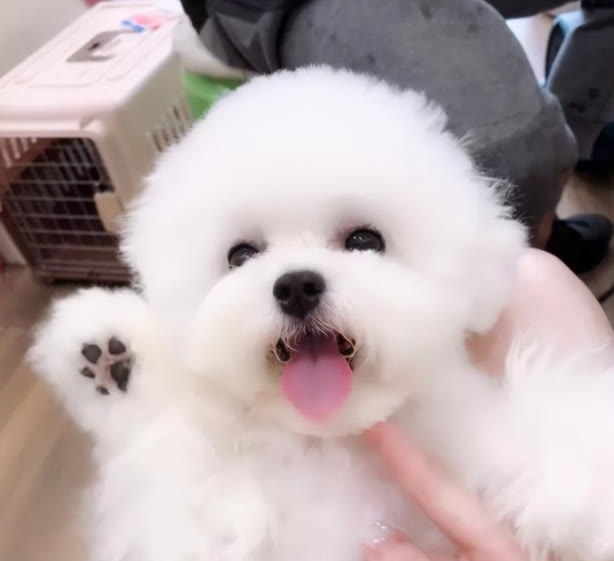 比熊一顿吃多少狗粮合适,比熊一顿吃多少狗粮合适两个月