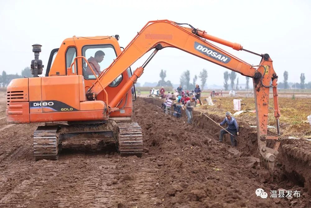 温县的铁棍山药,温县铁棍山药价格