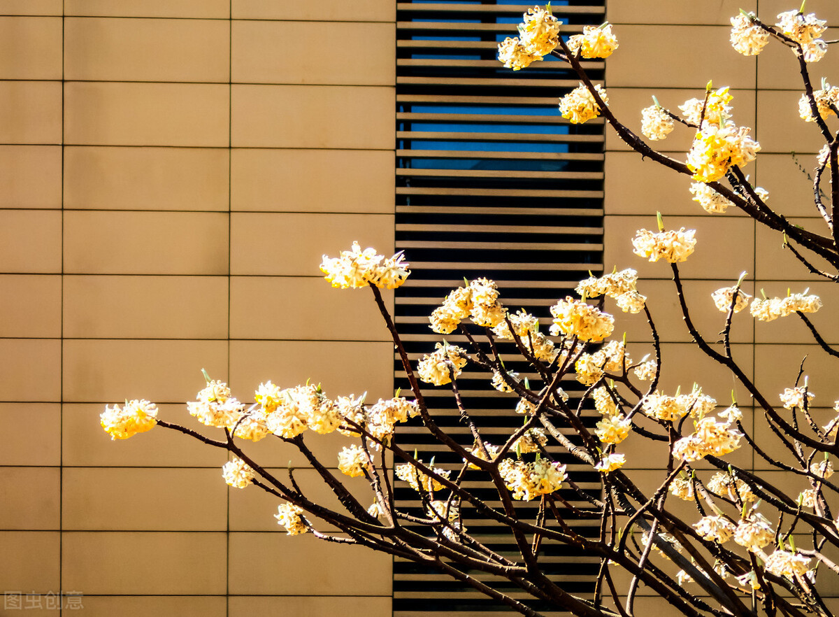 即将开花的十种植物,先长叶后开花的植物