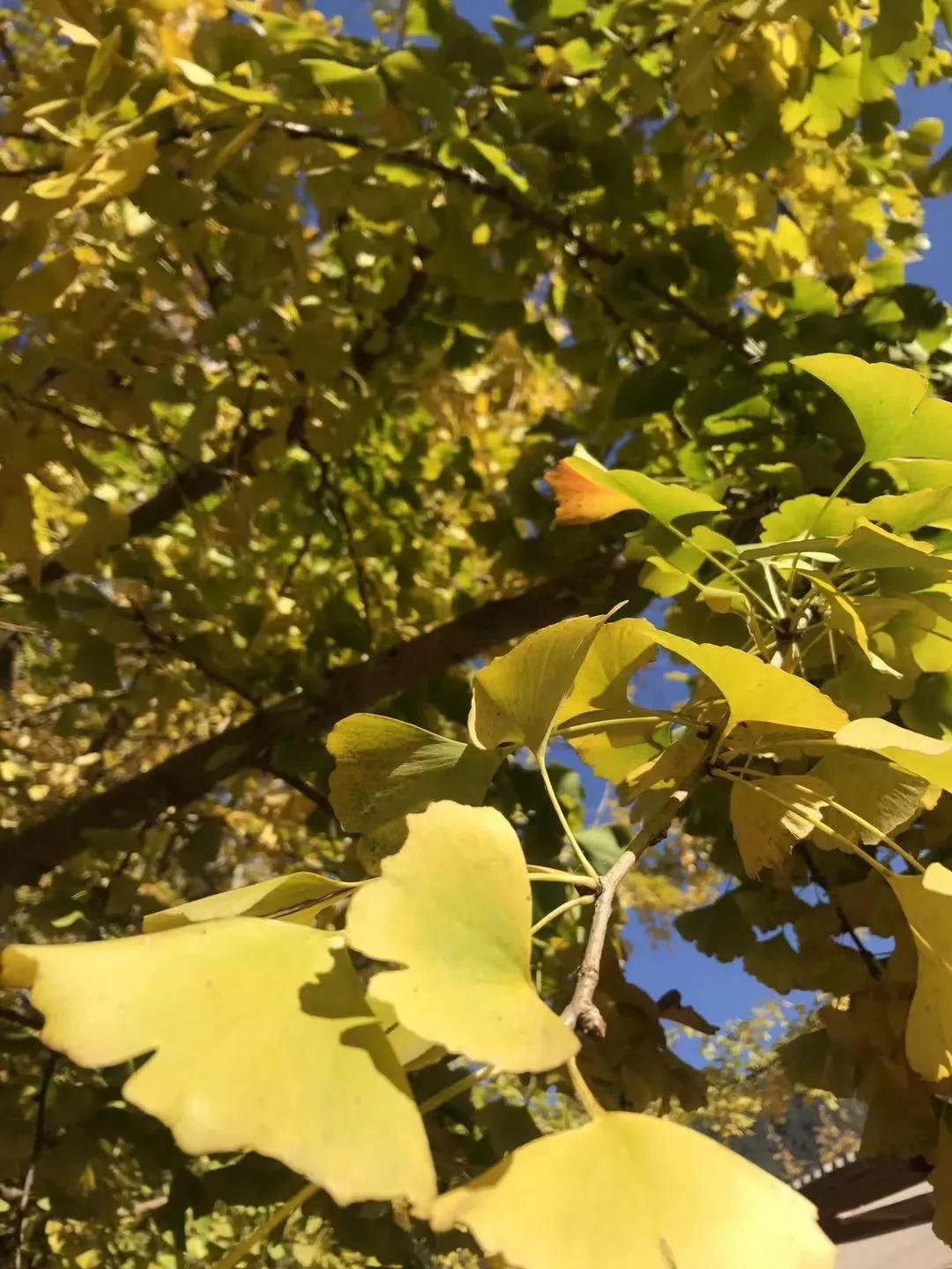 一家三口在大理租房,一家三口的田园生活