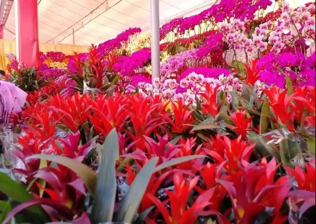 大局已定惠州横沥在哪呢,大局已定一场大胜