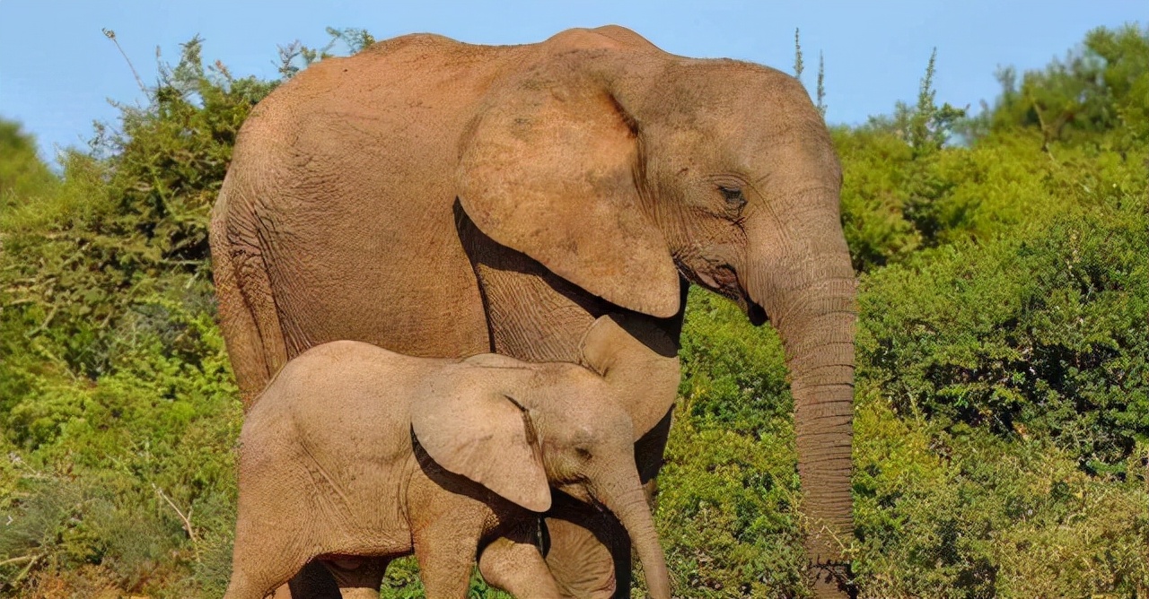不让长象牙就胎死腹中!非洲公象这种致命基因,人类竟然也有
