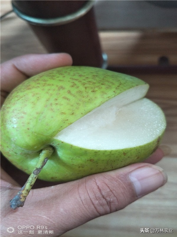 有一种新品种梨树叫黑梨树,柱状梨树图片欣赏梨树新品种