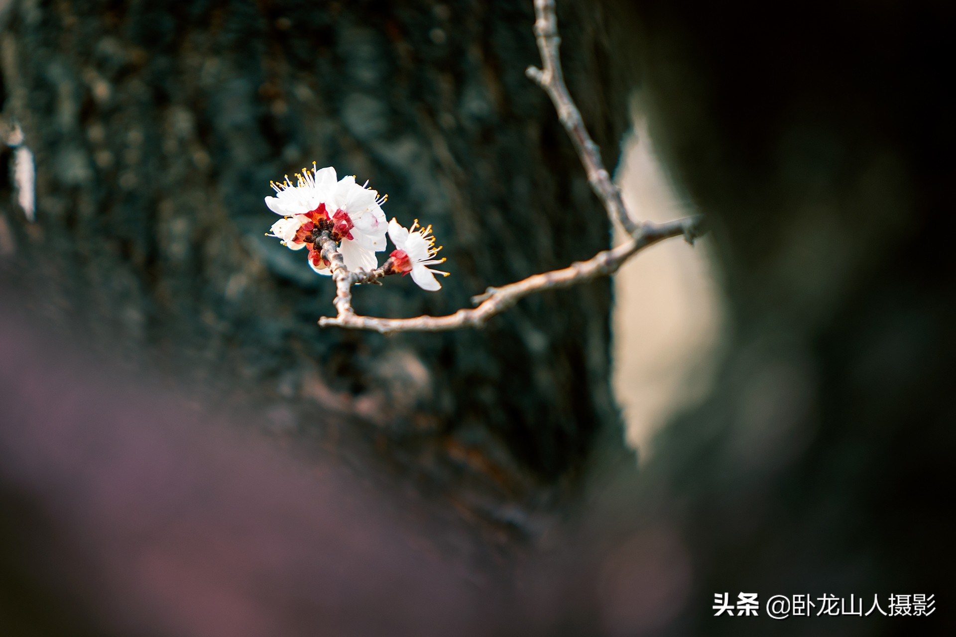 红花初绽雪花繁，重叠高低满小园。古诗配杏花